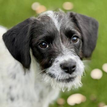 Terrier and Miniature Schnauzer Dogs Available for Adoption in Hondo, Texas - Artemis - Sweet Little Mix Of Cuteness | PetCurious