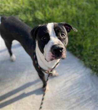 ROSCOE -  Mixed Breed Dog for Adoption in Jacksonville, Florida - ROSCOE | PetCurious