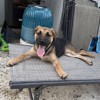 Shepherd and Black Labrador Retriever Dogs Available for Adoption in Hobe Sound, Florida - Bubbles | PetCurious