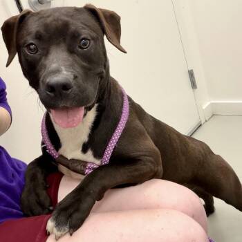 Pit Bull Terrier and Mixed Breed Dogs Available for Adoption in Pelham, New Hampshire - Diamond  | PetCurious