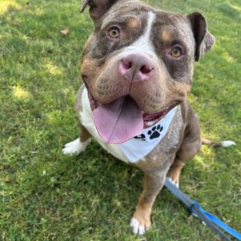 Coleman -  American Bully Dog for Adoption in Olympia, Washington - Coleman | PetCurious
