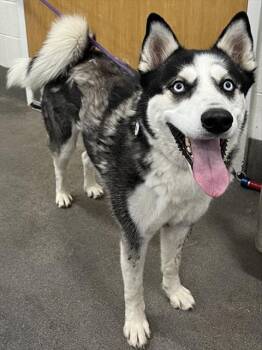 Siberian Husky Dogs Available for Adoption - IKER | PetCurious