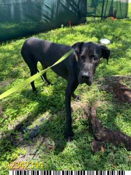 GIGANTOR -  Mixed Breed Dog for Adoption in West Palm Beach, Florida - GIGANTOR | PetCurious