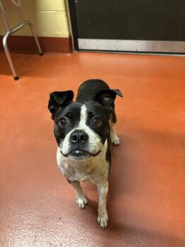 Todo -  Boston Terrier Dog for Adoption in Douglasville, Georgia - Todo | PetCurious