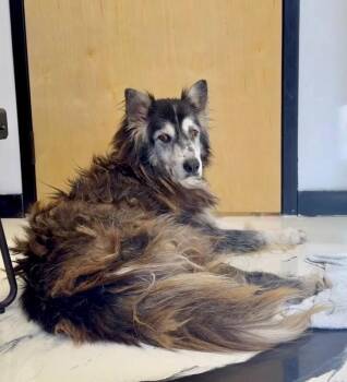 Milo -  Alaskan Malamute and Husky Dog for Adoption in Boulder, Colorado - Milo | PetCurious