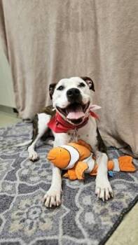 Betta -  Mixed Breed Dog for Adoption in Hamilton, Ohio - Betta | PetCurious