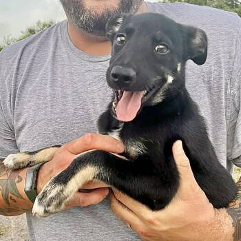 Reggie -  Australian Cattle Dog Blue Heeler and Australian Shepherd Dog for Adoption in Austin, Texas - Reggie | PetCurious