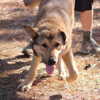 Homer -  Anatolian Shepherd Dog for Adoption in Weaverville, California - Homer | PetCurious