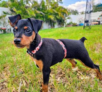 Miniature Pinscher Dogs Available for Adoption in Tampa, Florida - Zini | PetCurious