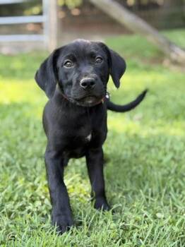 Winky -  Labrador Retriever and Golden Retriever Dog for Adoption in Malvern, Pennsylvania - Winky | PetCurious
