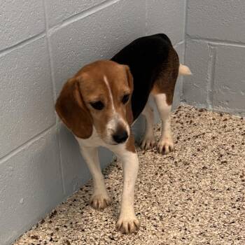 Patrice 9387 -  Beagle Dog for Adoption in Loxahatchee Groves, Florida - Patrice 9387 | PetCurious