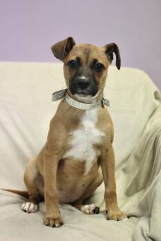 Beefy 5 Layer Burrito in NH. Come Meet our Adoptable Dogs Wednes -  Boxer Dog for Adoption in Manchester, New Hampshire - Beefy 5 Layer Burrito In NH. Come Meet Our Adoptable Dogs Wednes | PetCurious