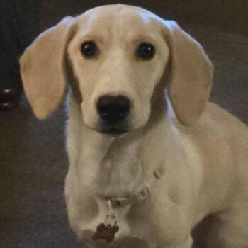 Rescue Basset Hound Dogs for Adoption in Semmes, Alabama - Dolly | PetCurious