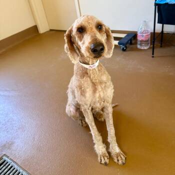 Chloe -  Poodle Dog for Adoption in Agoura Hills, California - Chloe | PetCurious