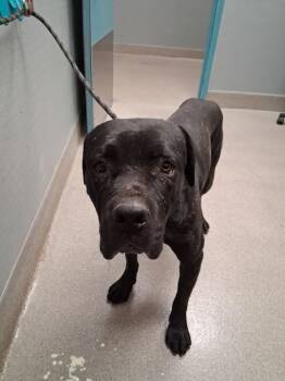 COREY -  Cane Corso Dog Available for Adoption in Las Vegas, Nevada - COREY | PetCurious