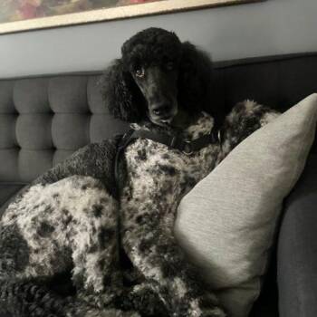 Stark -  Standard Poodle Dog for Adoption in Courtice, Ontario - Stark | PetCurious