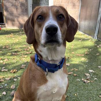Charly -  Beagle Dog for Adoption in South Burlington, Vermont - Charly | PetCurious