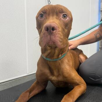 Gyzmo -  American Staffordshire Terrier Dog for Adoption in Abilene, Texas - Gyzmo | PetCurious