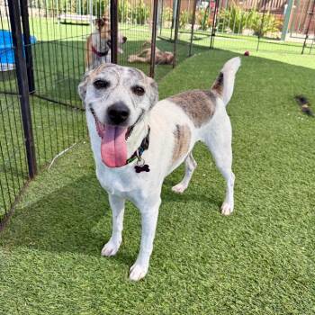 Queenie -  Greyhound Dog for Adoption in Agoura Hills, California - Queenie | PetCurious