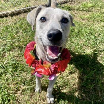 Rescue Labrador Retriever and Mixed Breed Dogs for Adoption in Pittsburgh, Pennsylvania - Dana | PetCurious