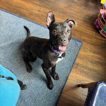 Shortcake -  Pit Bull Terrier Dog for Adoption in Chicago, Illinois - Shortcake | PetCurious
