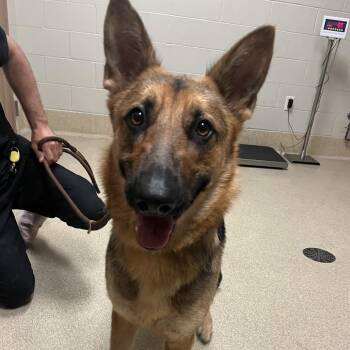 Delilah -  German Shepherd Dog and Mixed Breed Dog for Adoption in Bristol, Indiana - Delilah | PetCurious