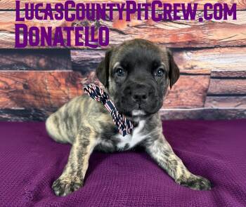 Donatello -  American Staffordshire Terrier and American Bully Dog for Adoption in Toledo, Ohio - Donatello | PetCurious