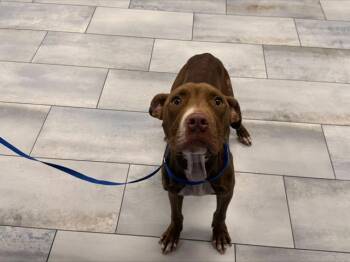 A1270416 -  Pit Bull Terrier Dog for Adoption in Charlotte, North Carolina - A1270416 | PetCurious