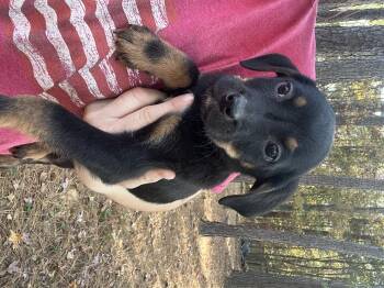 Rescue Labrador Retriever and Australian Cattle Dog Blue Heeler Dogs for Adoption in York, South Carolina - Maple | PetCurious