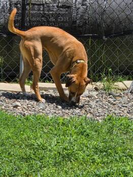 Allie -  Labrador Retriever and Retriever Dog for Adoption in Lunenburg, Vermont - Allie | PetCurious
