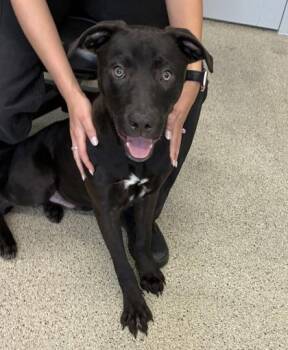Gator -  Mixed Breed Dog for Adoption in Lafayette, Indiana - Gator | PetCurious
