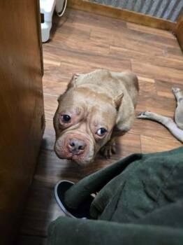 Luna (TX) -  Pit Bull Terrier Dog for Adoption in New York, New York - Luna (TX) | PetCurious
