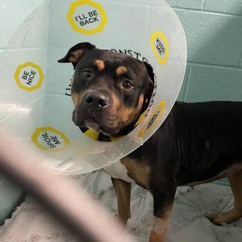 Malibu -  Mixed Breed Dog for Adoption in Port Charlotte, Florida - Malibu | PetCurious
