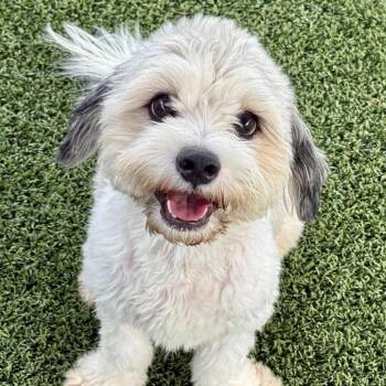 Reggie -  Lhasa Apso Dog for Adoption in Hondo, Texas - Reggie | PetCurious