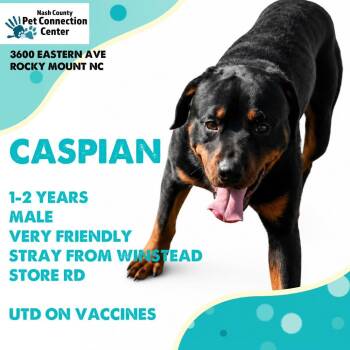 CASPIAN  Available NOW - ADOPTION or RESCUE! -  Mixed Breed Dog for Adoption in Nashville, North Carolina - CASPIAN  Available NOW - ADOPTION Or RESCUE! | PetCurious