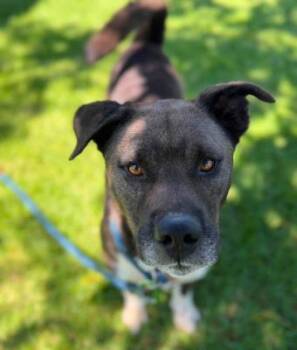 Augie -  Labrador Retriever and Pit Bull Terrier Dog for Adoption in Santa Paula, California - Augie | PetCurious