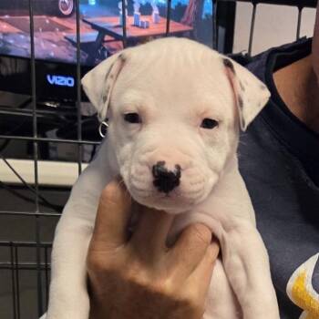 Pit Bull Terrier Dogs Available for Adoption in St. Louis, Missouri - Kookabura | PetCurious