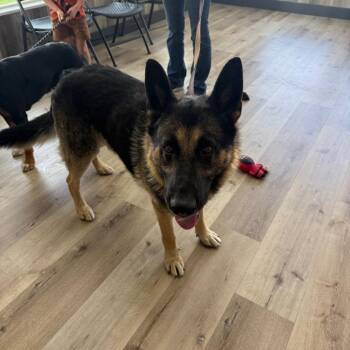 Doc Holiday -  German Shepherd Dog Dog for Adoption in Idaho Falls, Idaho - Doc Holiday | PetCurious