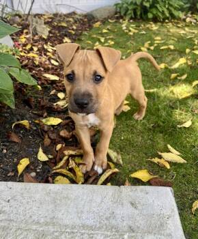 Henry -  Pit Bull Terrier and Boxer Dog for Adoption in Greenlawn, New York - Henry | PetCurious