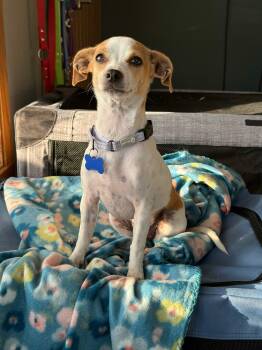 Millie -  Chihuahua Dog for Adoption in De Pere, Wisconsin - Millie | PetCurious
