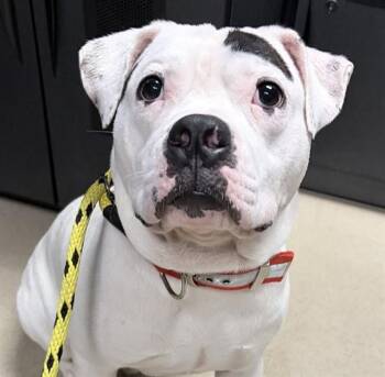 BINGO -  American Bulldog Dog for Adoption in Ames, Iowa - BINGO | PetCurious