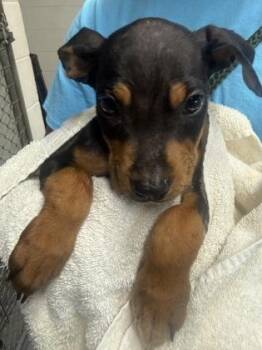 Rocky -  Hound and Mixed Breed Dog for Adoption in Gainesville, Florida - Rocky | PetCurious