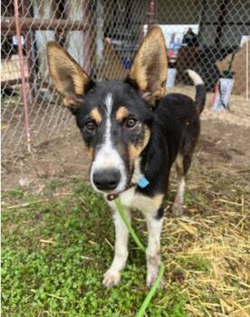 Shepherd and Terrier Dogs Available for Adoption in Bloomfield, Connecticut - Nutmeg | PetCurious