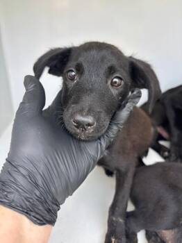 Francis -  Black Labrador Retriever Dog for Adoption in Mobile, Alabama - Francis | PetCurious