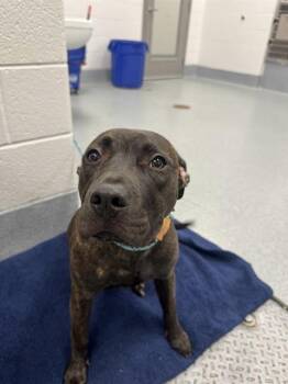 SMORE -  Pit Bull Terrier Dog for Adoption in Indianapolis, Indiana - SMORE | PetCurious