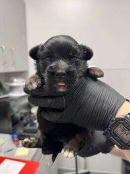 Mixed Breed Dogs Available for Adoption in Sevierville, Tennessee - Rory | PetCurious