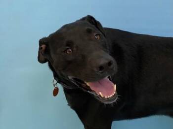 Buddy -  Labrador Retriever and Mixed Breed Dog for Adoption in Woodbury, Minnesota - Buddy | PetCurious