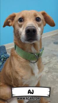 Mixed Breed Dogs Available for Adoption - AJ | PetCurious