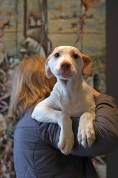Mixed Breed Dogs Available for Adoption in West Chester, Pennsylvania - Stanley | PetCurious