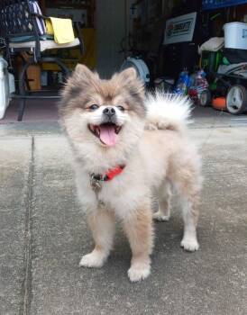 Stewart -  Pomeranian Dog for Adoption in Arlington, Virginia - Stewart | PetCurious